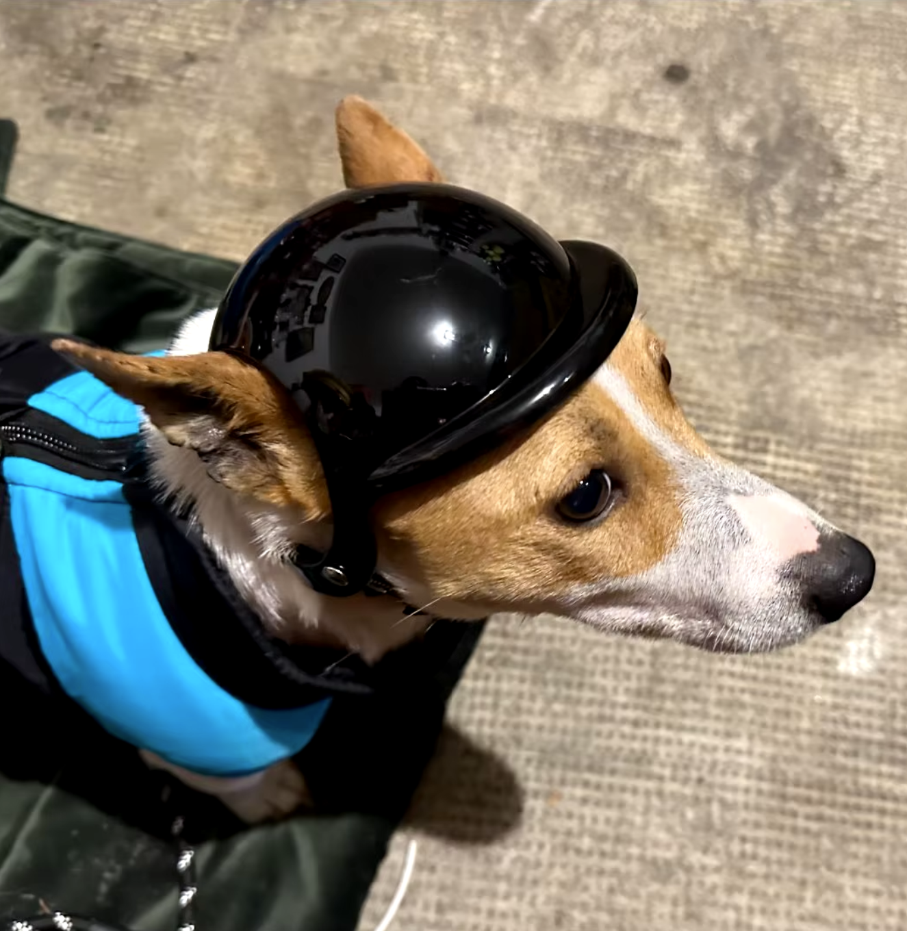 Casque de moto/vélo pour chien