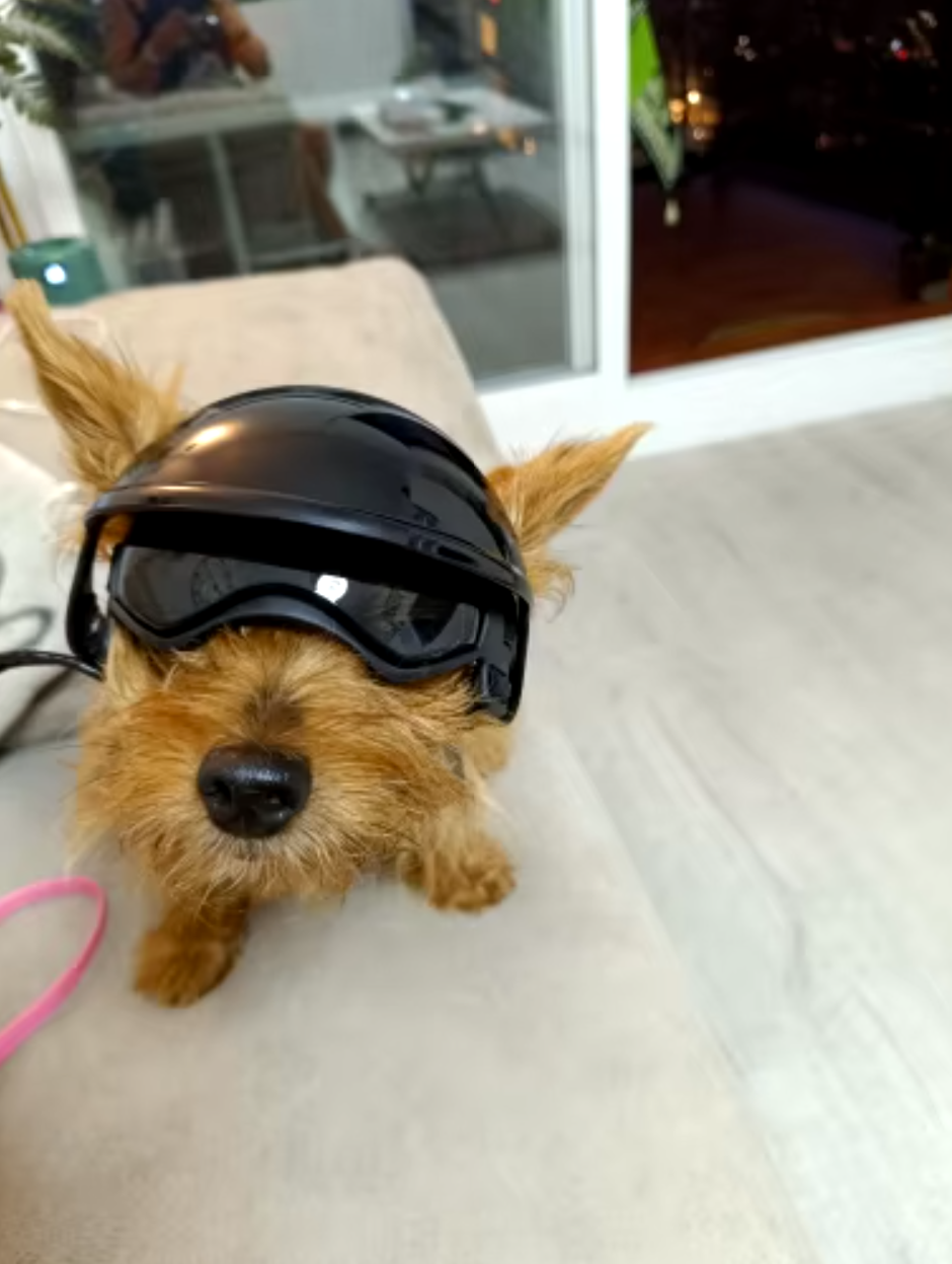 Casque de moto/vélo pour chien